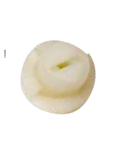 Zacisk sprężynowy do systemu rolet – Remis