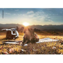 Termiczna podkładka dla zwierząt 100×50 cm - Hindermann