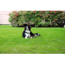 Kołek gruntowy do uwięzi dla psa, srebrny – RTent