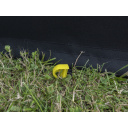 Barierka dla psa składana - Carbest